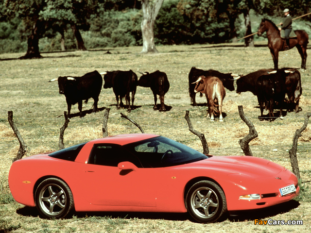 Pictures of Corvette Coupe EU-spec (C5) 1997–2004 (640 x 480)