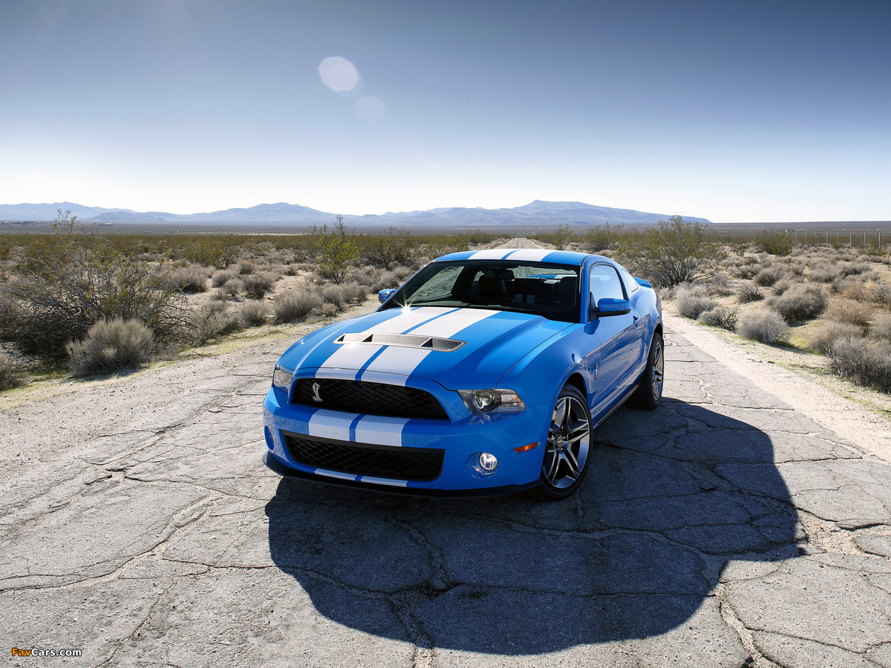 Shelby GT500 2009–10 images (1280 x 960)