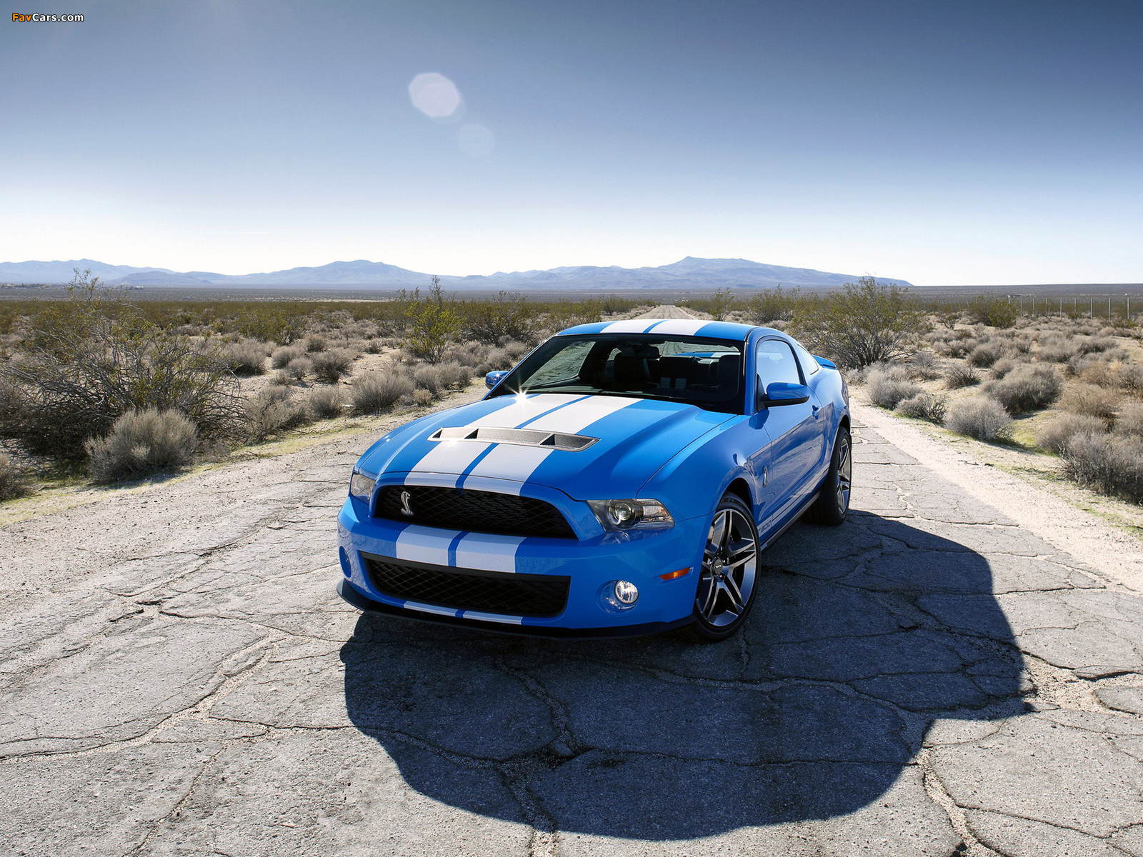 Shelby GT500 2009–10 images (1600 x 1200)