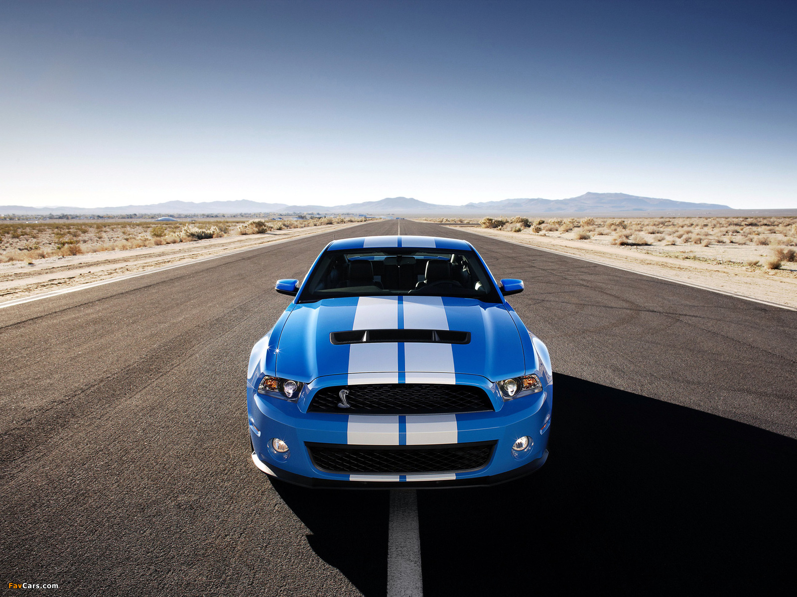 Shelby GT500 2009–10 pictures (1600 x 1200)