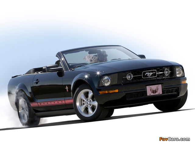Images of Mustang Convertible Warriors in Pink 2008 (640 x 480)