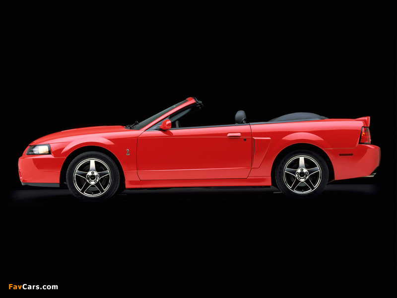 Pictures of Mustang SVT Cobra Convertible 2003–04 (800 x 600)
