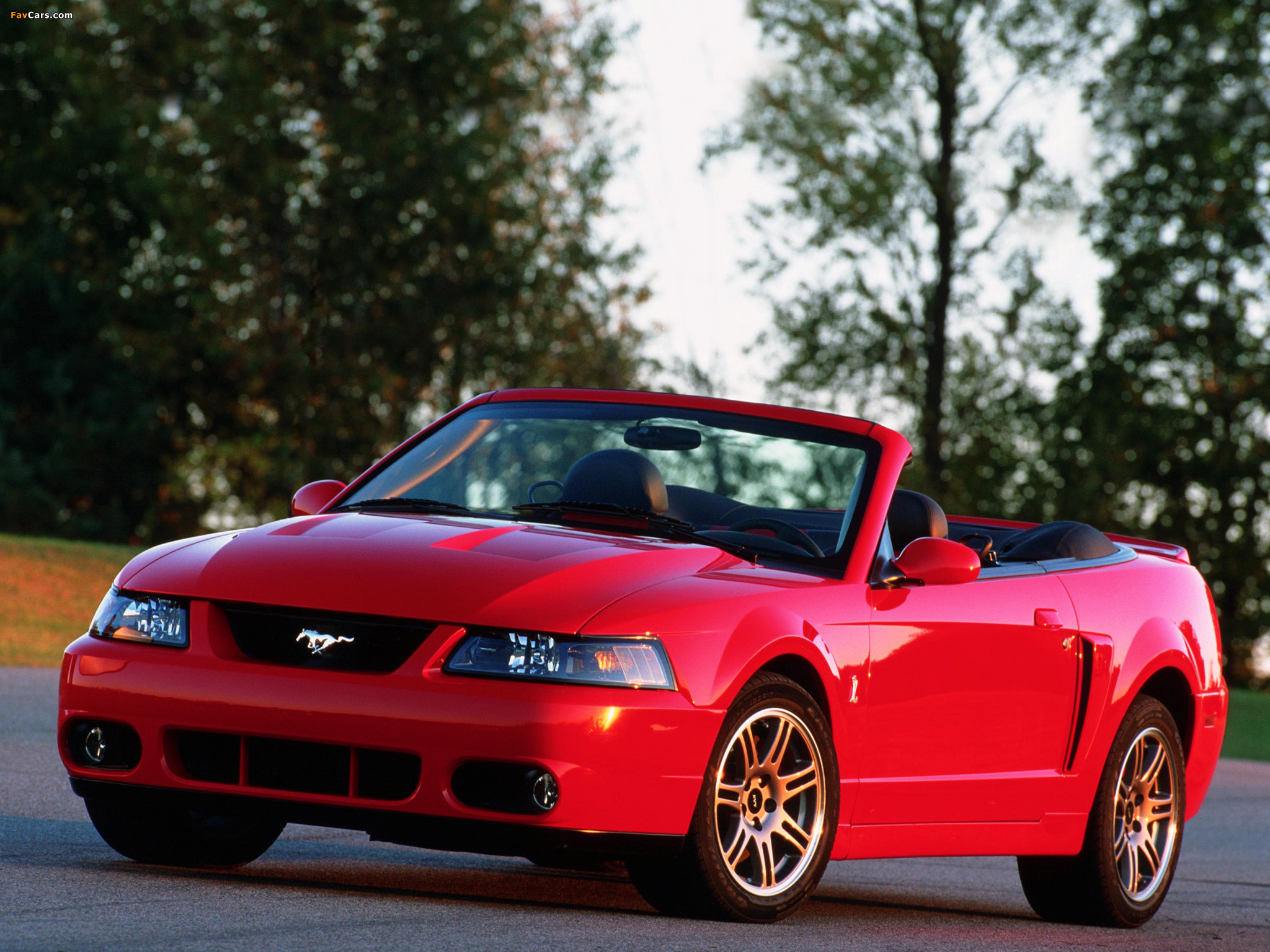 Pictures of Mustang SVT Cobra Convertible 2004–05 (2048 x 1536)