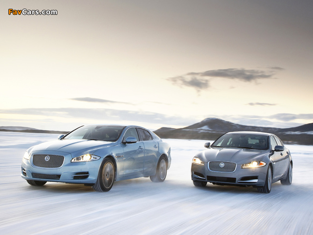 Jaguar images (640 x 480)