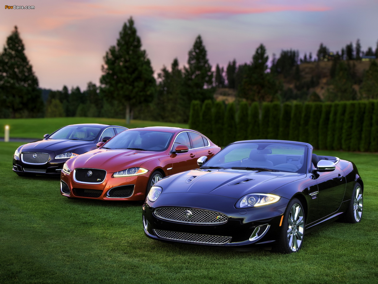 Jaguar images (1280 x 960)