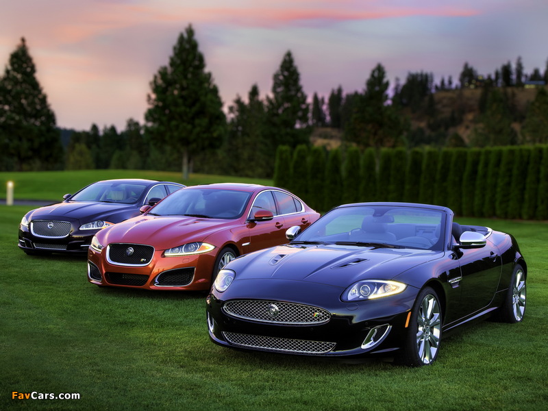 Jaguar images (800 x 600)
