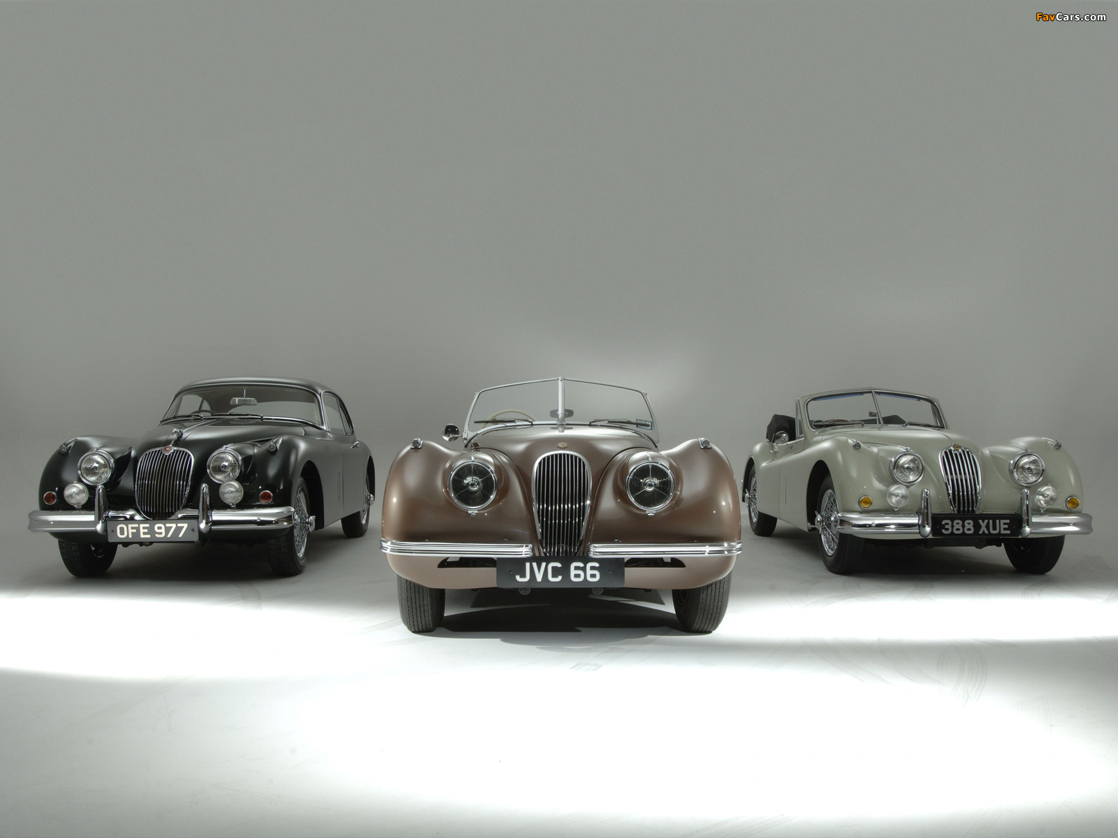 Jaguar images (1600 x 1200)
