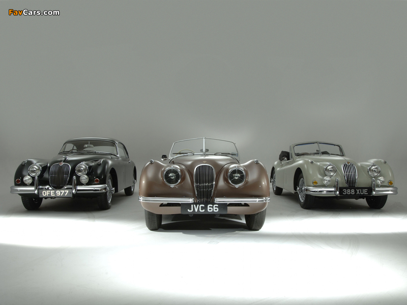 Jaguar images (800 x 600)