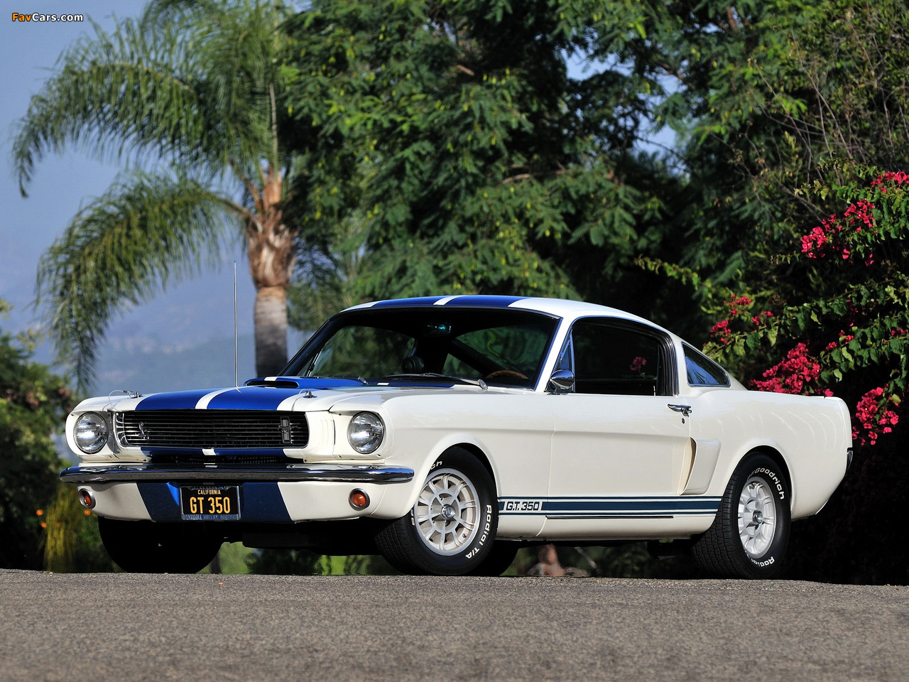 Shelby GT350 1966 wallpapers (1280 x 960)