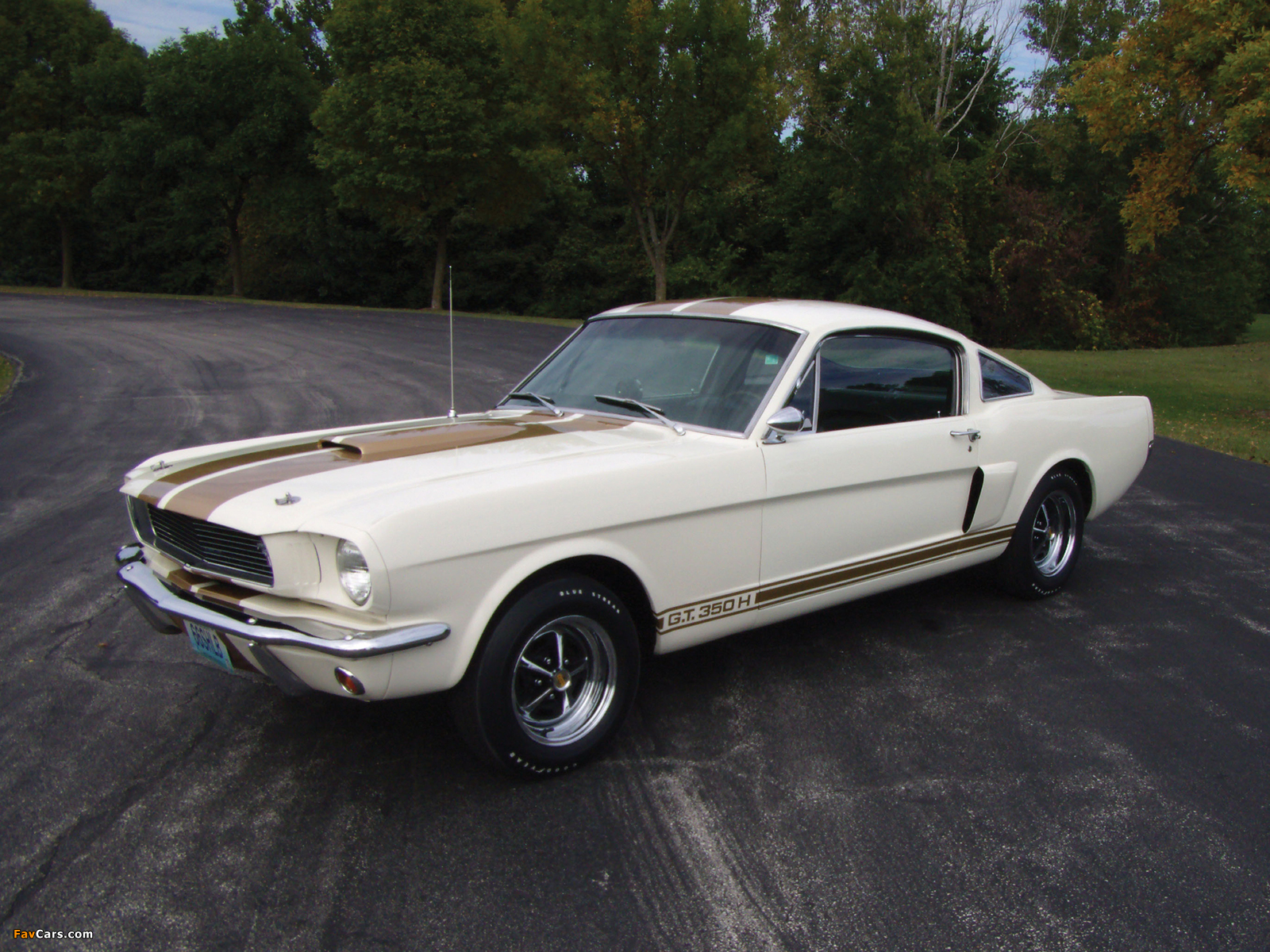 Shelby GT350H 1966 pictures (1600 x 1200)