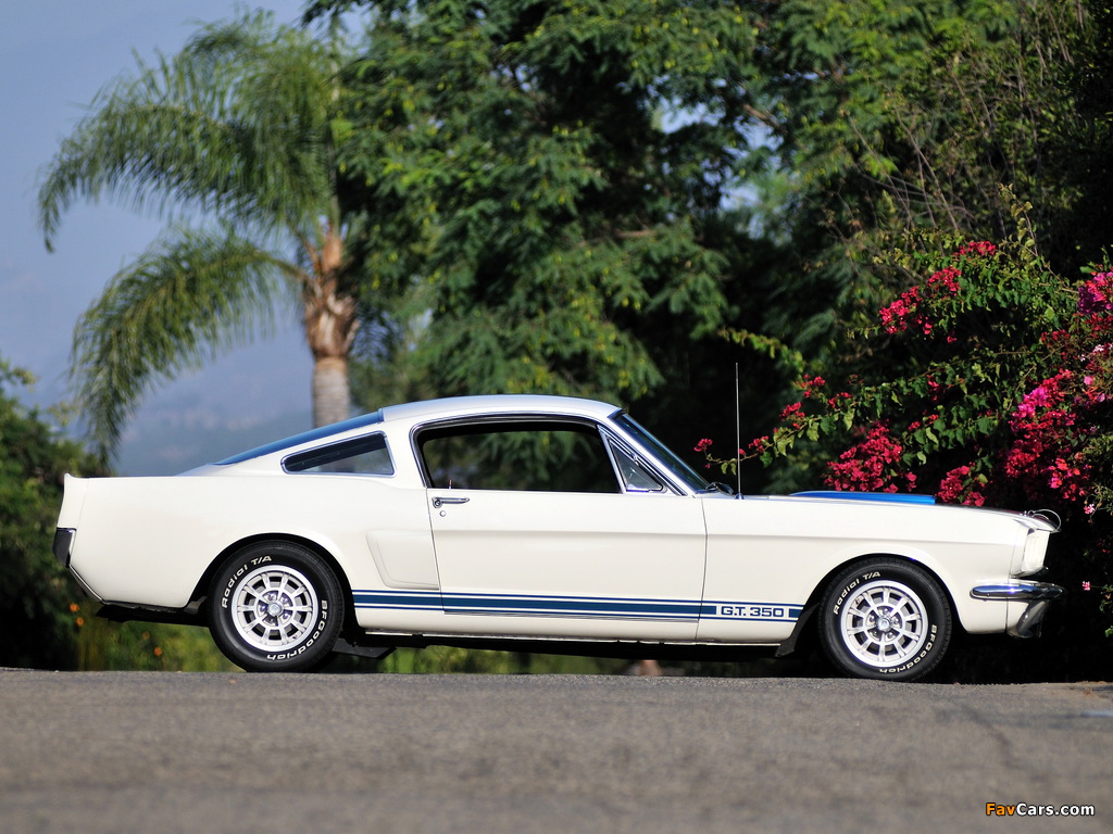 Images of Shelby GT350 1966 (1024 x 768)