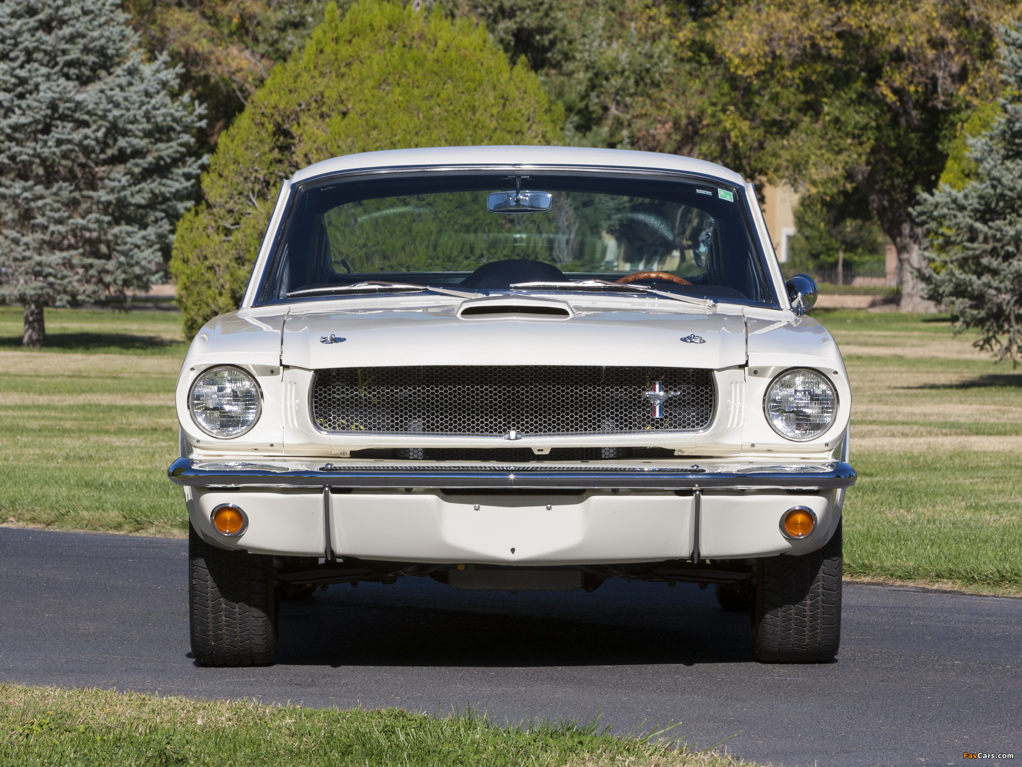 Pictures of Shelby GT350 1965 (2048 x 1536)