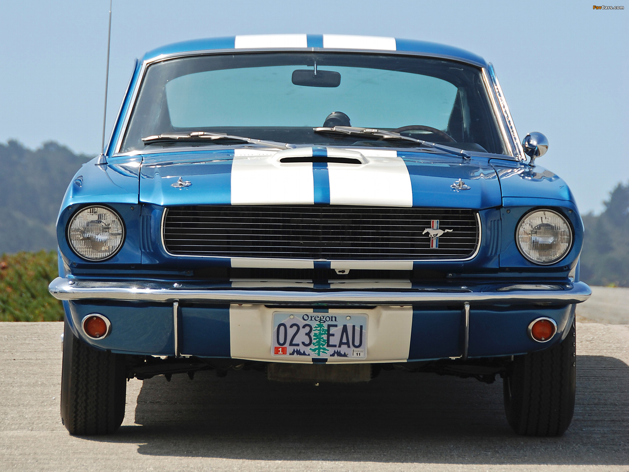 Pictures of Shelby GT350 1965 (2048 x 1536)