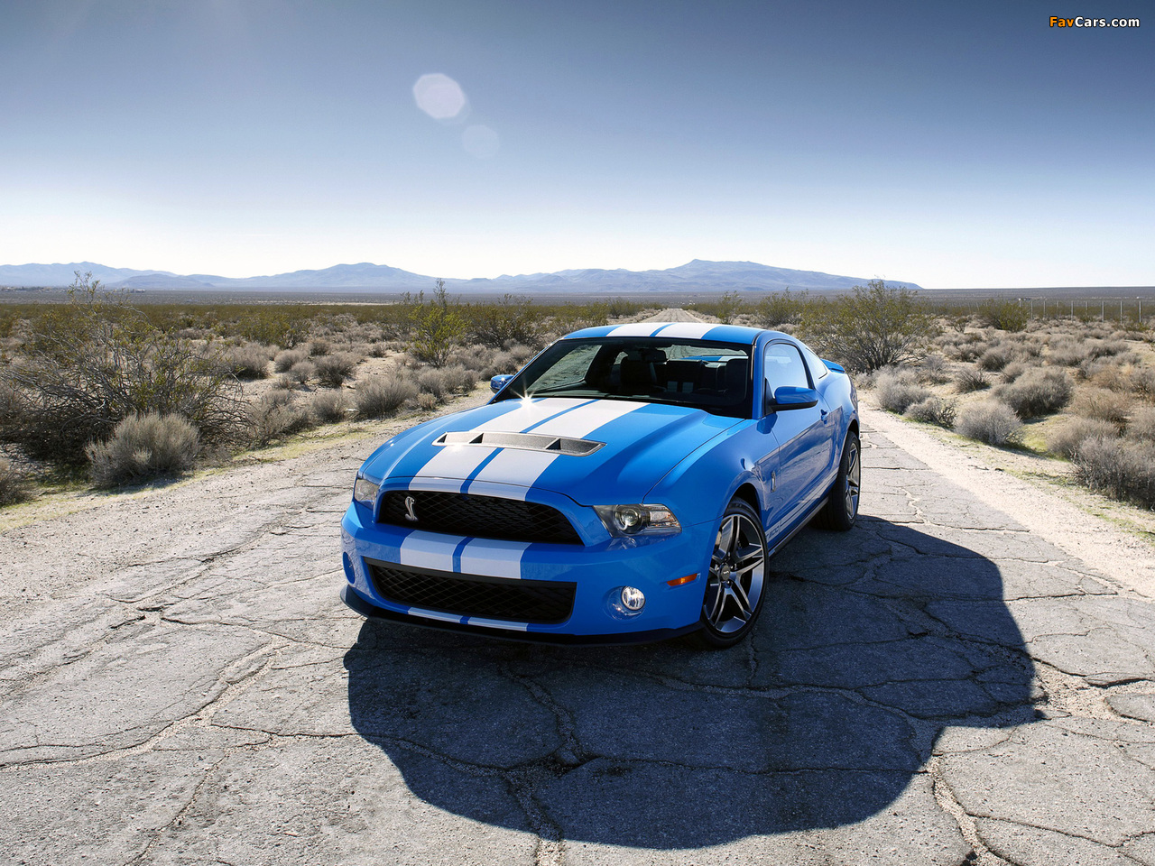 Pictures of Shelby GT500 2009–10 (1280 x 960)