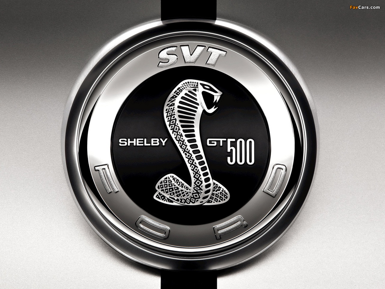 Shelby photos (1280 x 960)