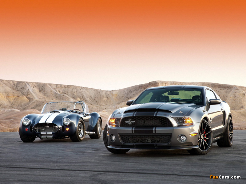 Pictures of Shelby (800 x 600)