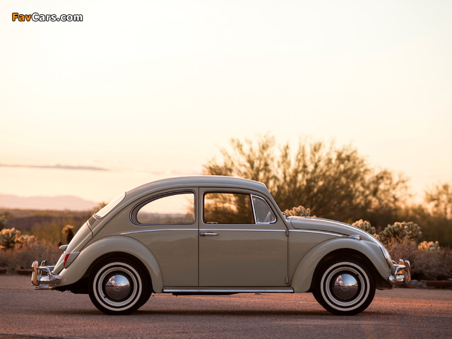 Volkswagen Beetle North America 1965 images (640 x 480)